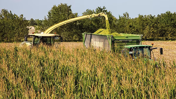 KRONE BiG X fôrhøster med OptiMaize-system under høsting av mais, lossing av snittet materiale i tilhenger ved siden av.
