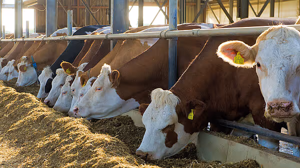 krone-big-x-680-1180-tabs-5