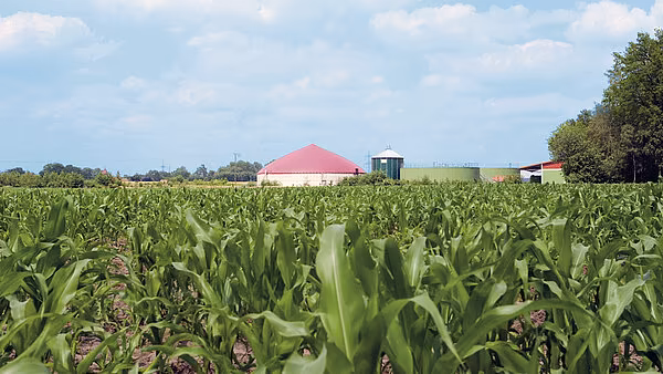 Maisåker ved biogassanlegg, mais dyrket for biogassproduksjon og høsting med svært korte snittelengder.