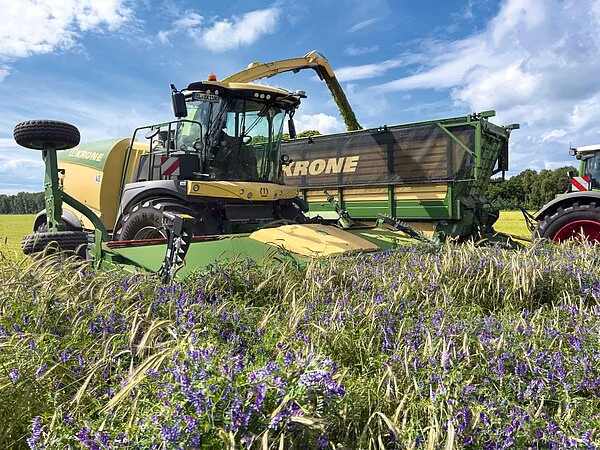 KRONE BiG X felthøster med XDisc 710 skjærebord under høsting av tett blomstrende vikkerug-bestand sett forfra i lavt perspektiv.