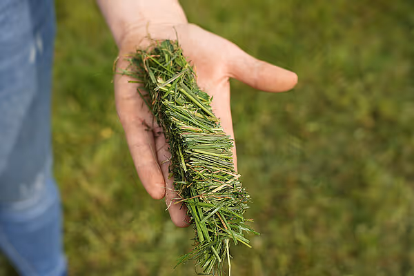 Hånd som holder pressede strå fra høyoppsamling, viser kvaliteten på det behandlede materialet.