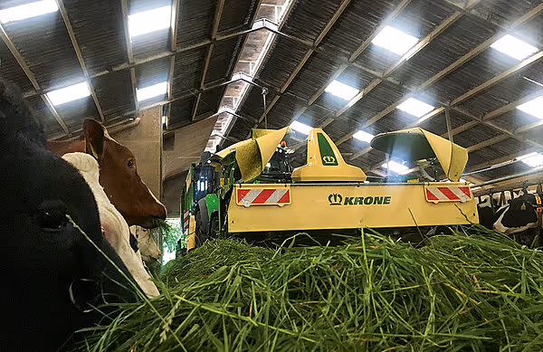 KRONE MX rottefôringsmaskin montert på traktor, som fôrer ku med hakket gras inne i stallingen.