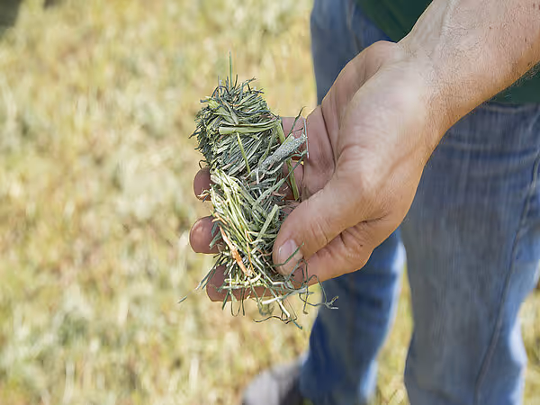Hånd som holder opp en ball av pressset gras og hø for kvalitetskontroll under høsting.
