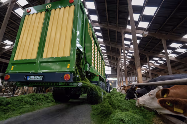 KRONE RX hakkevogn fylt med hakket gras i fjøs sammen med melkekyr under industriell takstruktur.