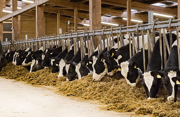 Flere melkekyr som forer ved langbinger med halm i et stort moderne fjøsstall.