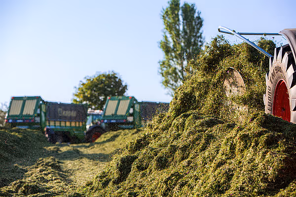 Rundballpresser som laster inn hakket gras fra jorda, med grønne vogner synlig i bakgrunnen under høsting.