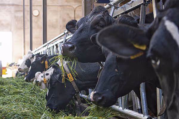 krone-swadro-sts-tabs-2