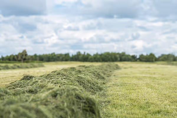 Nærbilde av slåttvelle med grønt gras i fokus, med åker og trerekke i bakgrunnen under delvis skyet himmel.