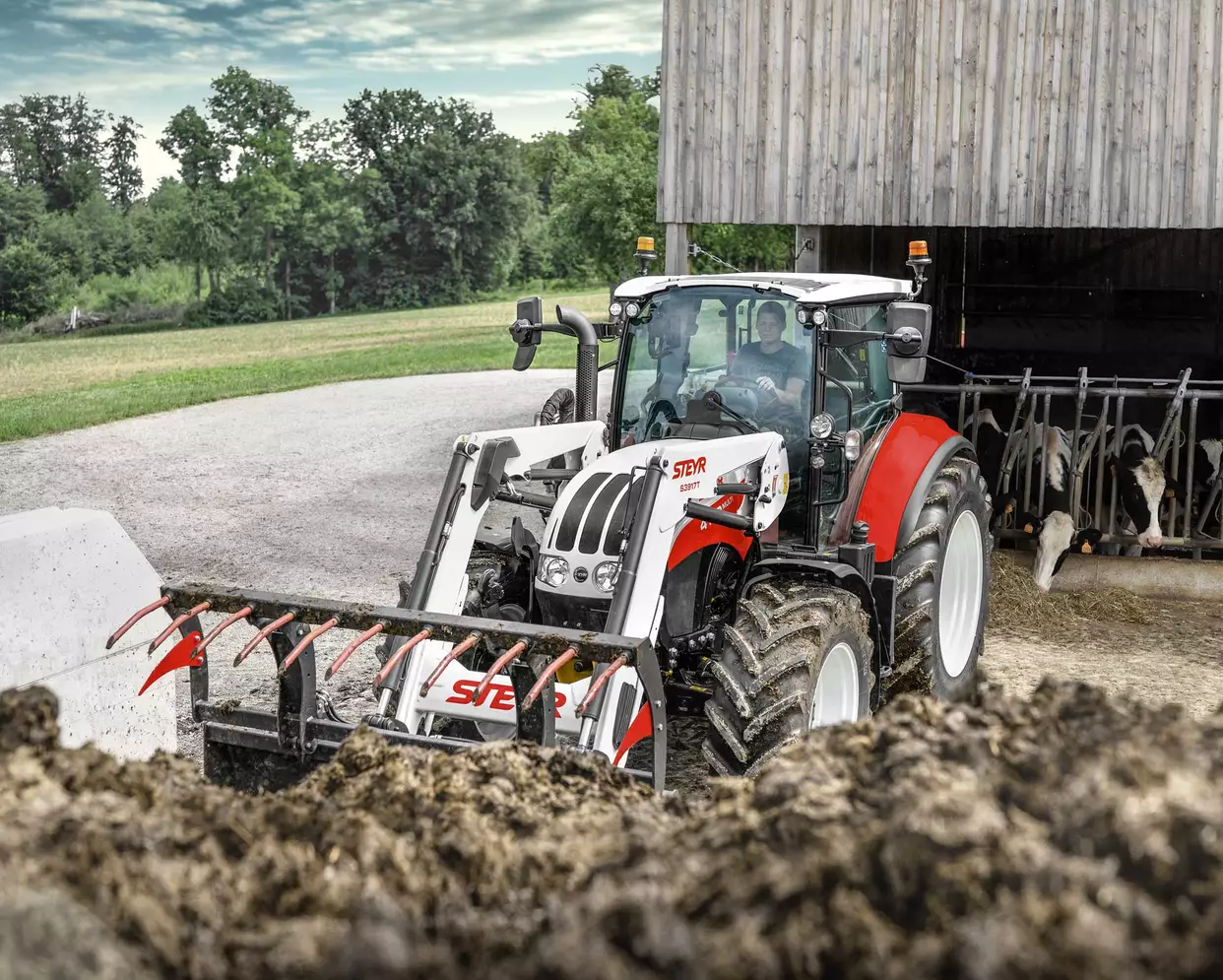 Steyr traktor med frontlaster arbeider foran en låve, mater kyr mens føreren er i førerhuset.